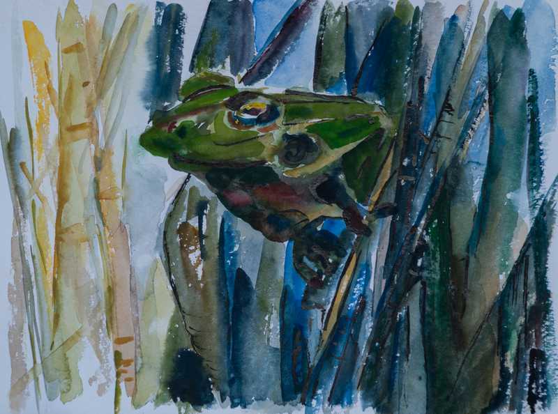 Frosch